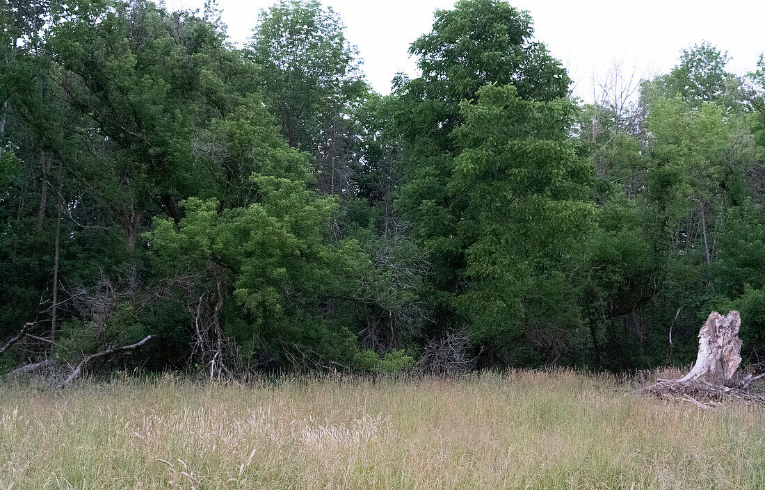 Fireflies Habitat in Day light