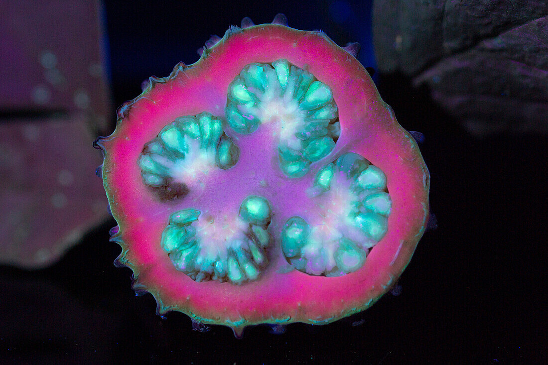 Datura Seedpod in UV Light