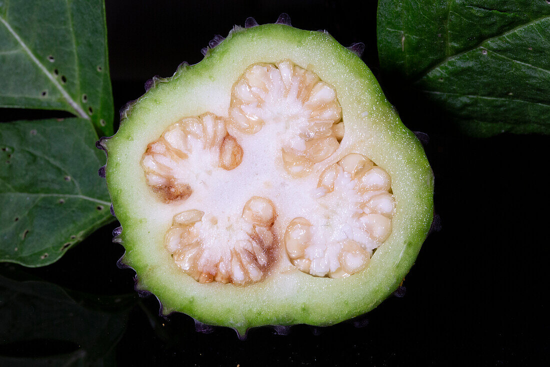 Datura Seedpod