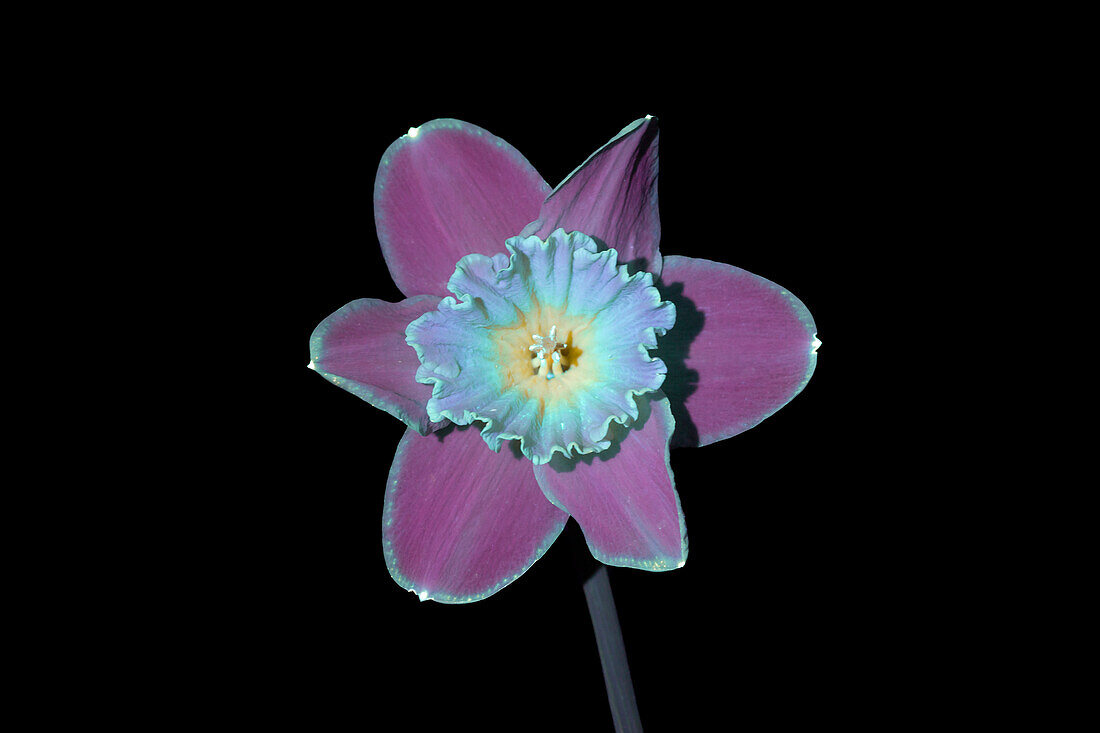 Daffodil Flower in UV Light