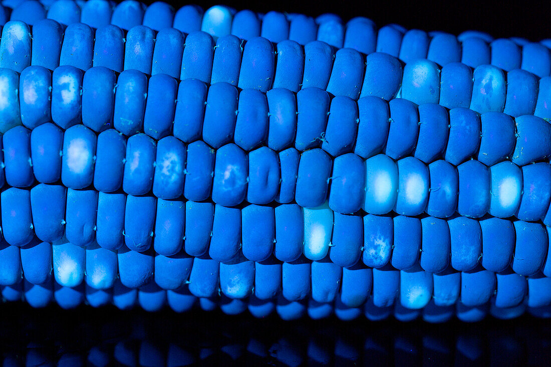 Flint Corn in UV Light
