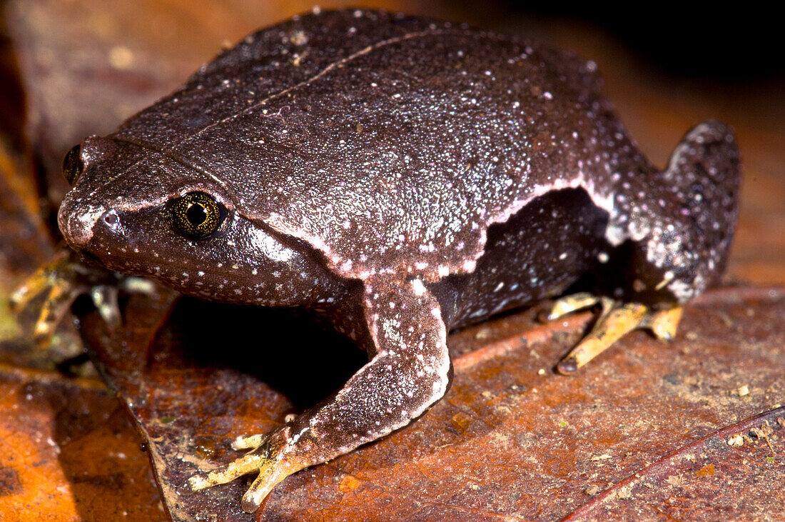 Brown Egg Frog (Ctenophryne geayi)