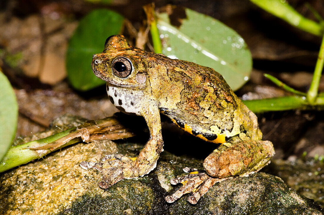 Marbled Treefrog (Dendropsophus marmoratus)