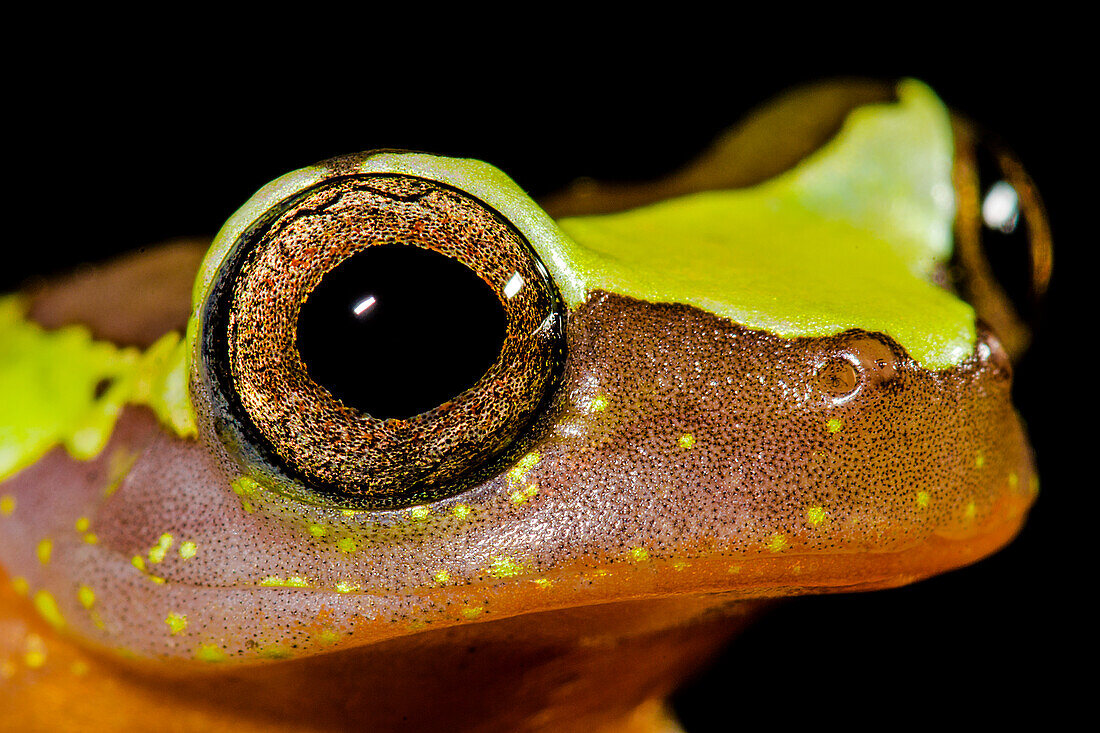 Sarayacu Treefrog (Dendropsophus parviceps)