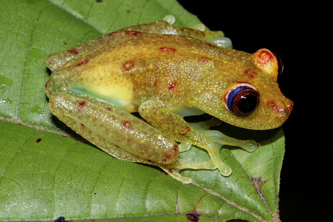 Eye-ring Bush Frog (Boana cinerascens)