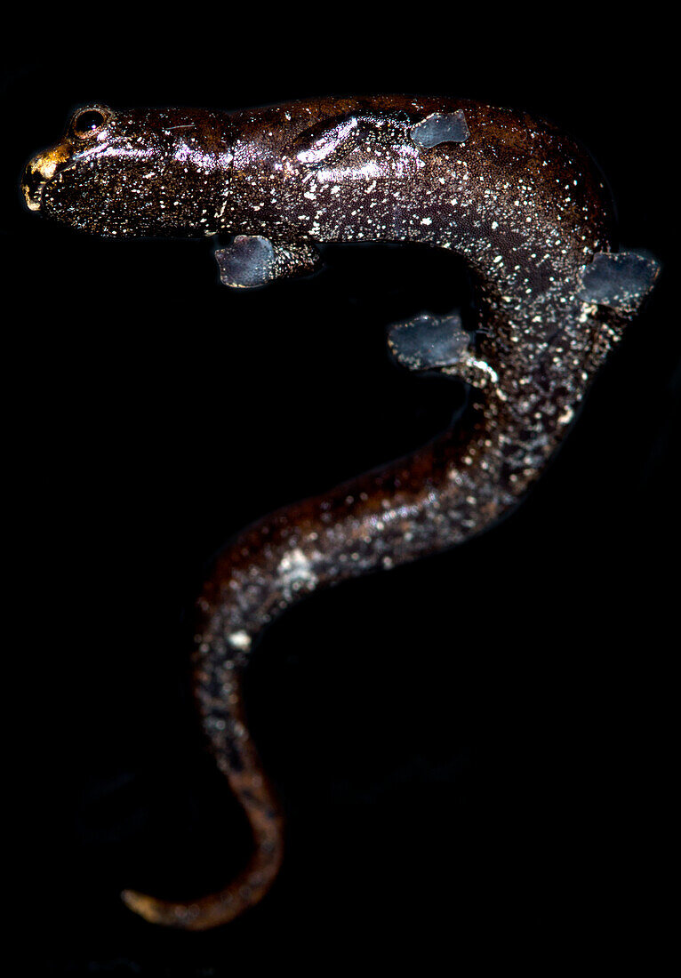 Nauta Mushroom Tongue Salamander (Bolitoglossa altamazonica)