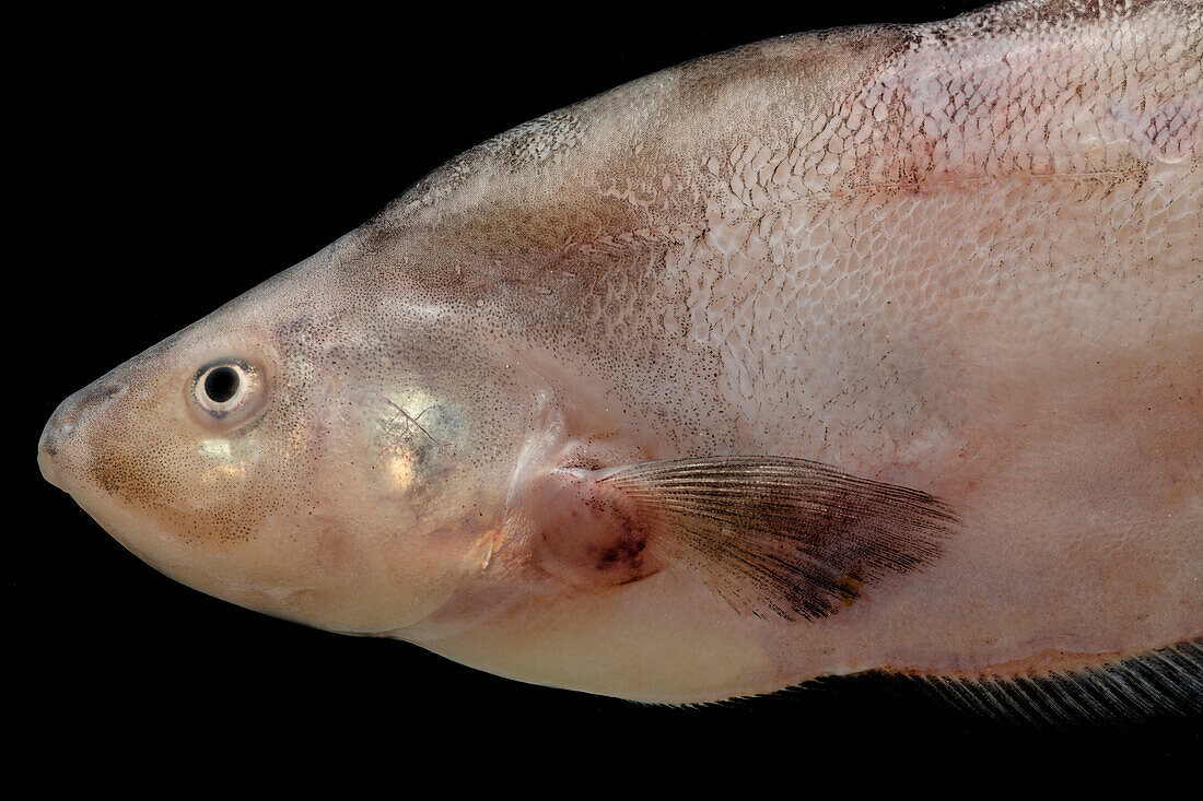 Knifefish (Eigenmannia limbata)