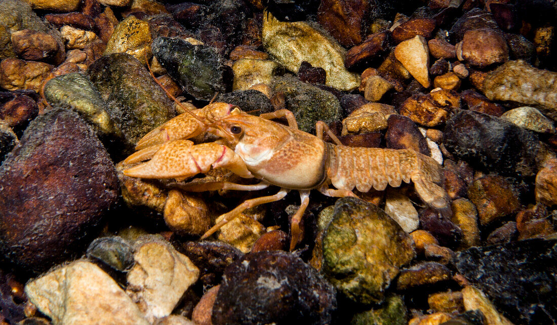 Midget Crayfish (Faxonius nana)