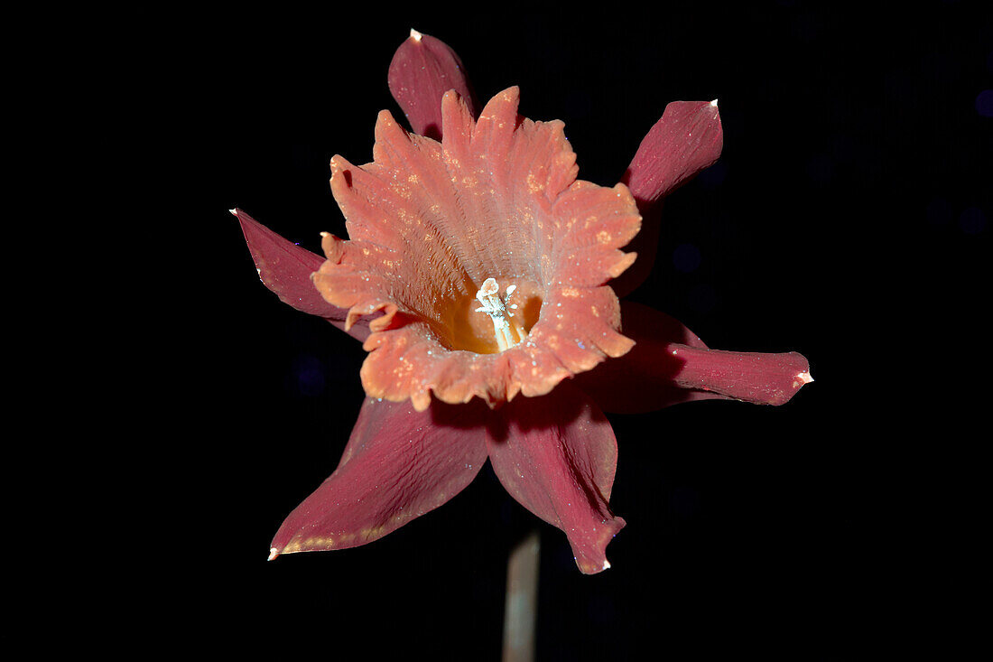 Daffodil Flower in UV Light