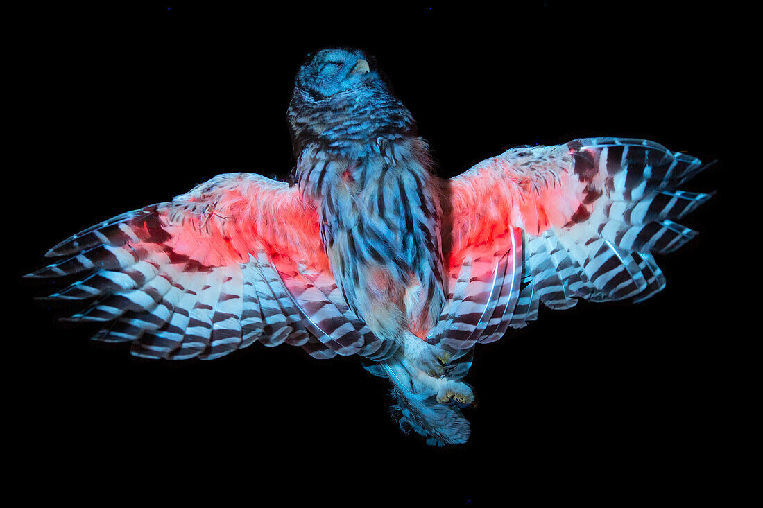 Barred Owl in UV Radiation