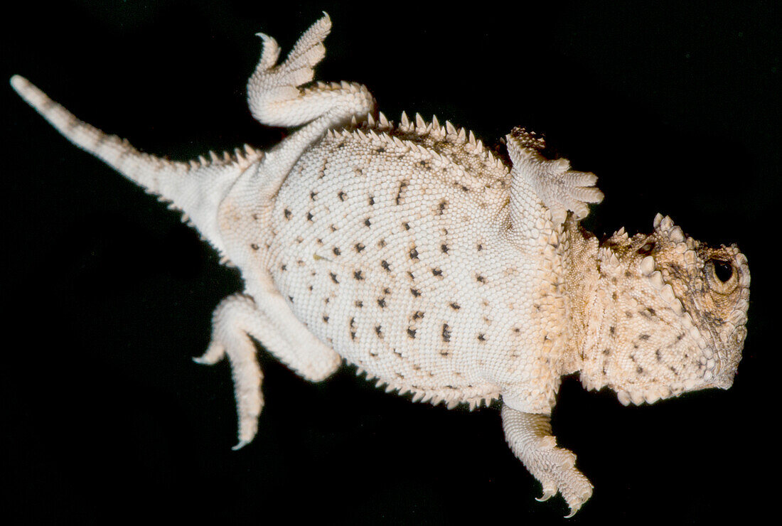 Juvenile Texas Horned Lizard (Phrynosoma cornutum)