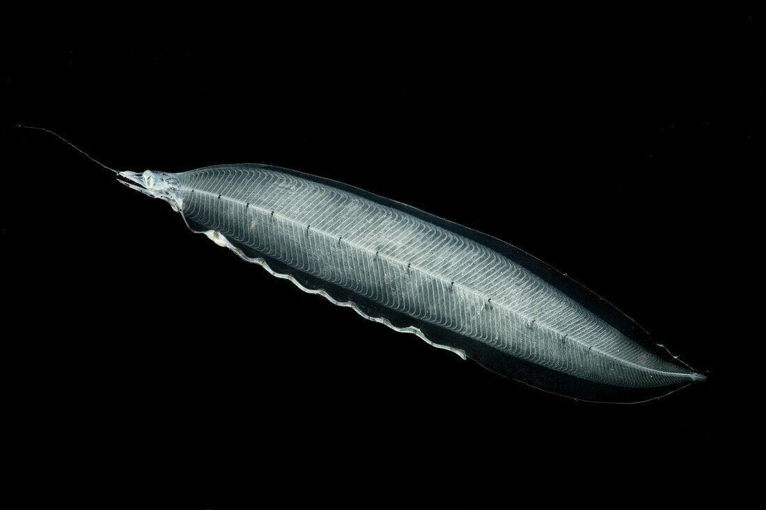 Eel larva or Leptocephalus