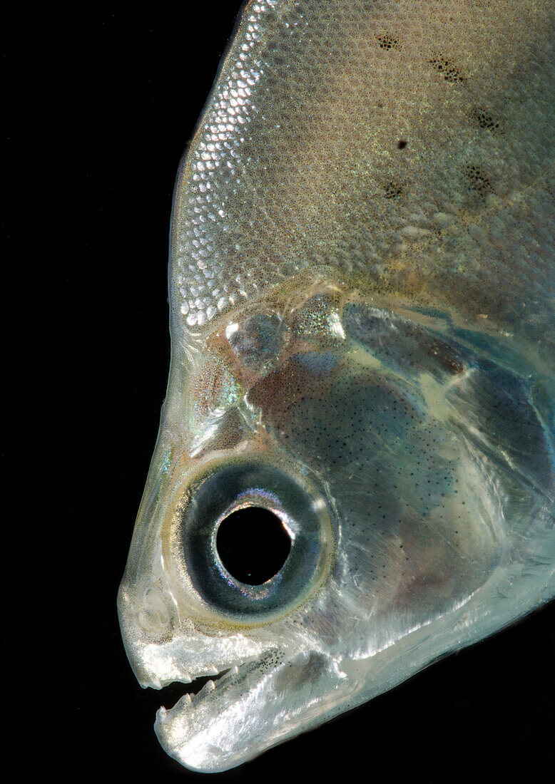 Slender Piranha (Serrasalmus elongatus)