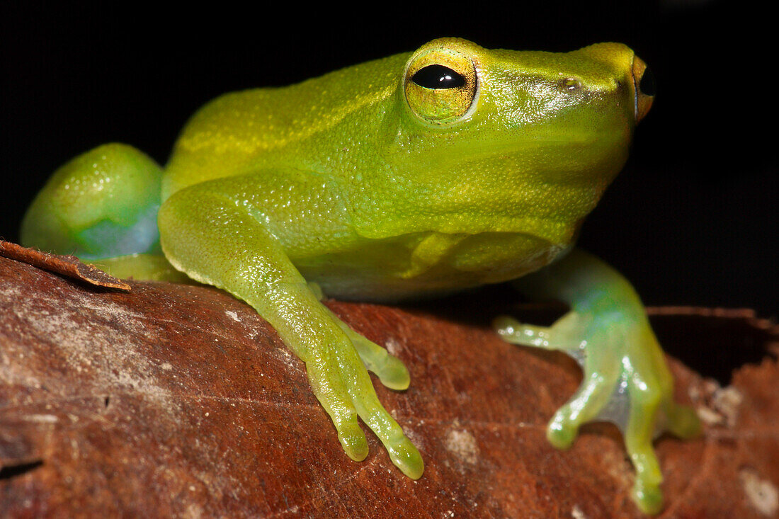 Greater Hatchet-faced Treefrog (Sphaenorhynchus lacteus)