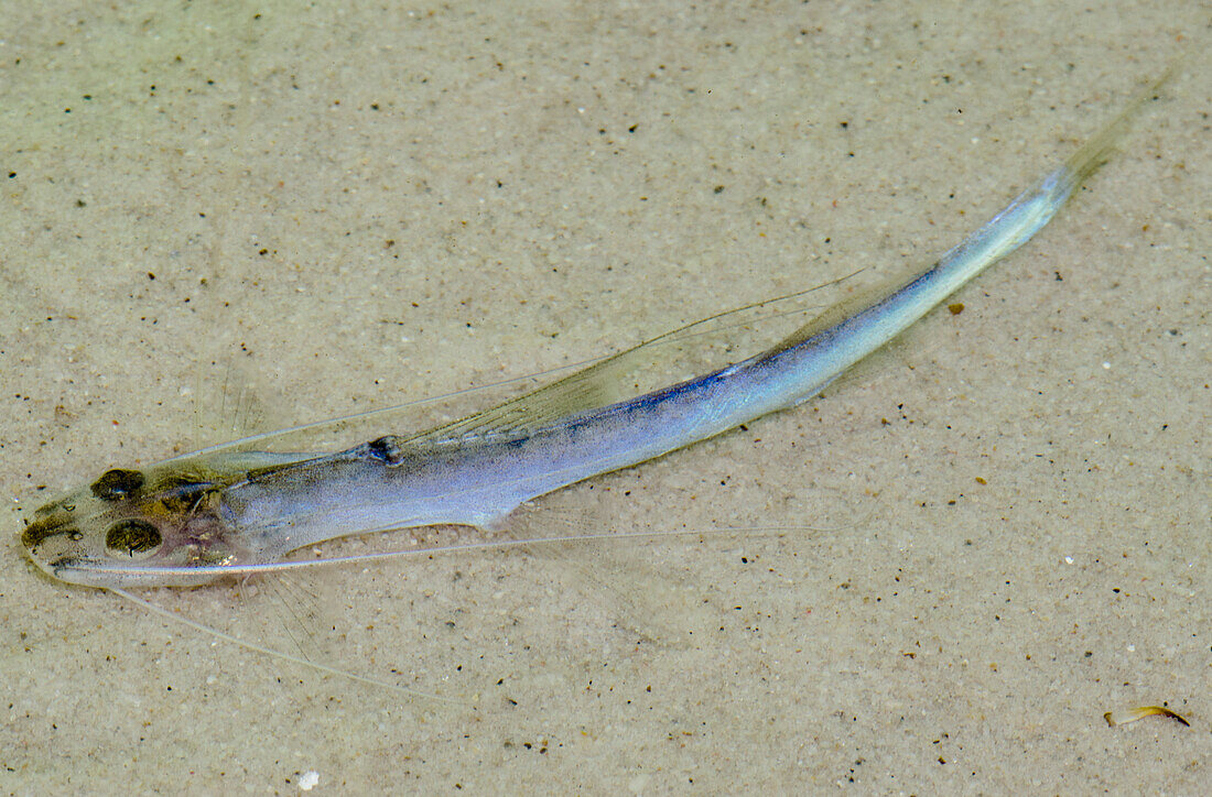Sand-inhabiting Catfish (Mastiglanis asopos)
