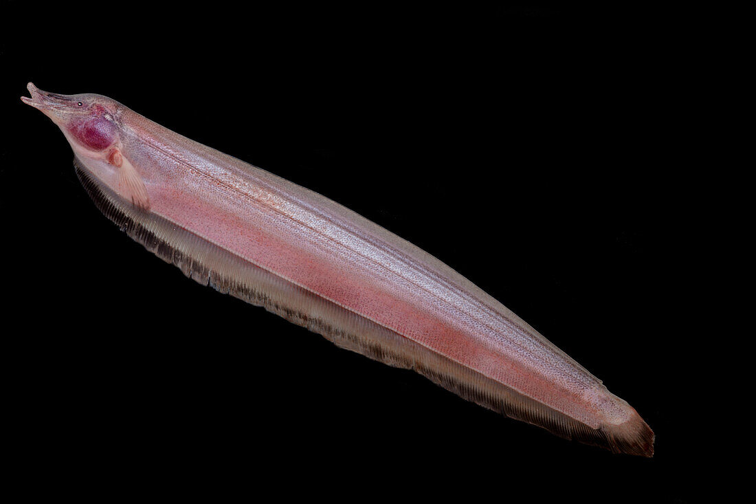 Knifefish (Sternarchorhamphus muelleri)