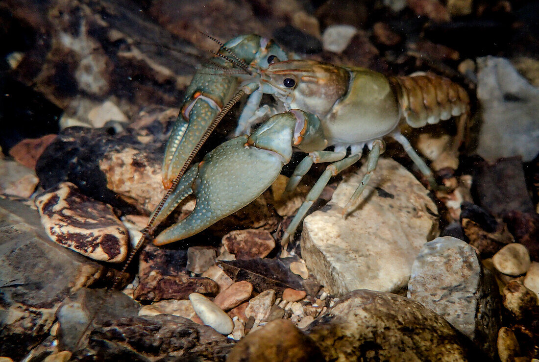Ringed Crayfish, Orconectes neglectus