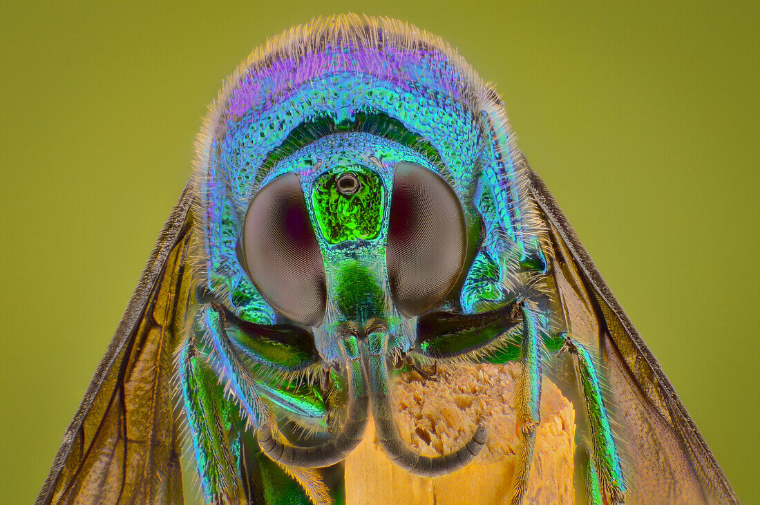 Portrait of a cuckoo wasp