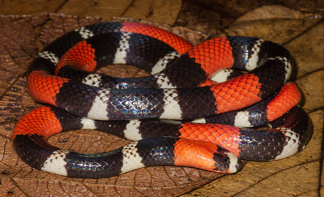 South American Coral snake (Micrurus lemniscatus)