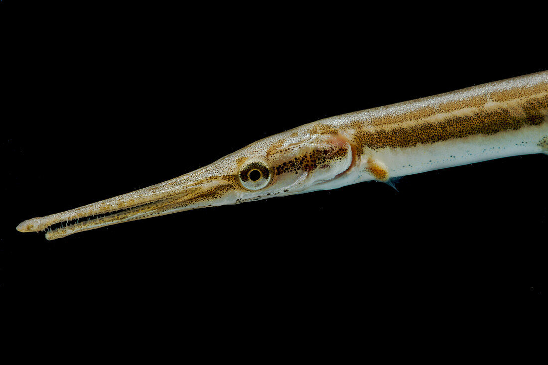 Juvenile Longnose Gar (Lepisosteus osseus)