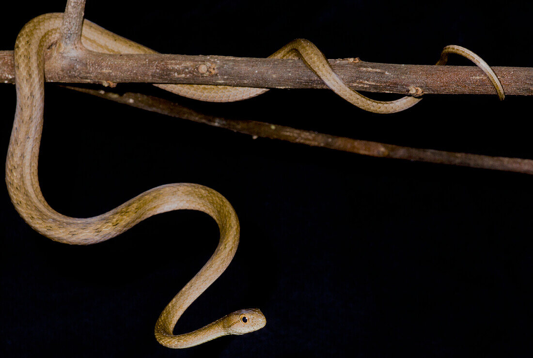 Amazon Coastal House Snake (Thamnodynastes pallidus)