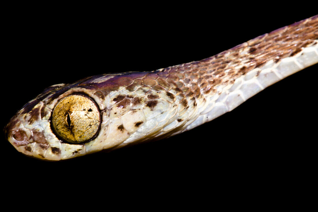 Blunt-headed Tree Snake (Imantodes cenchoa)
