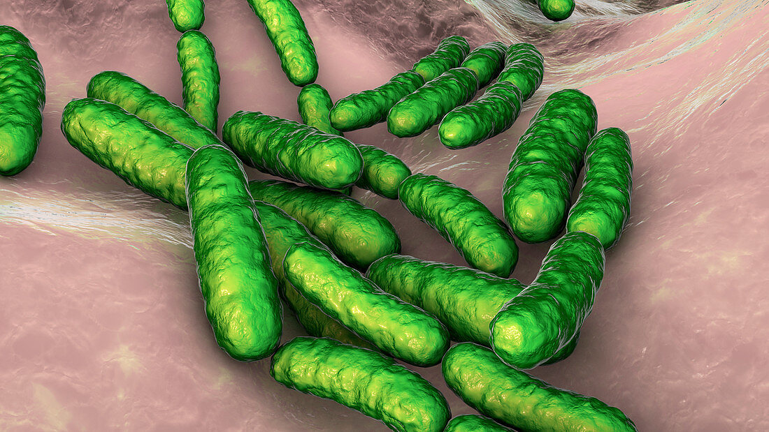 Lactobacillus bacteria, illustration