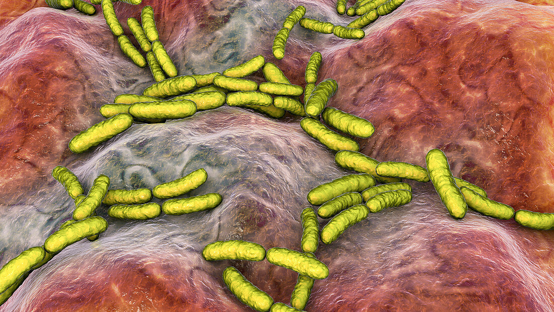 Lactobacillus bacteria, illustration