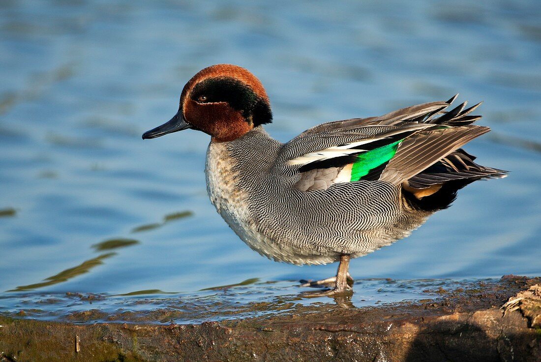 Male common teal