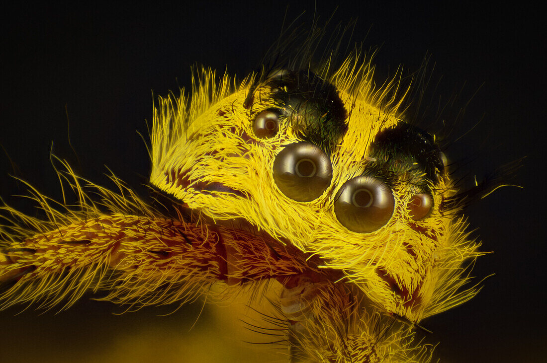 Carapace of Cephalothorax from Jumping Spider