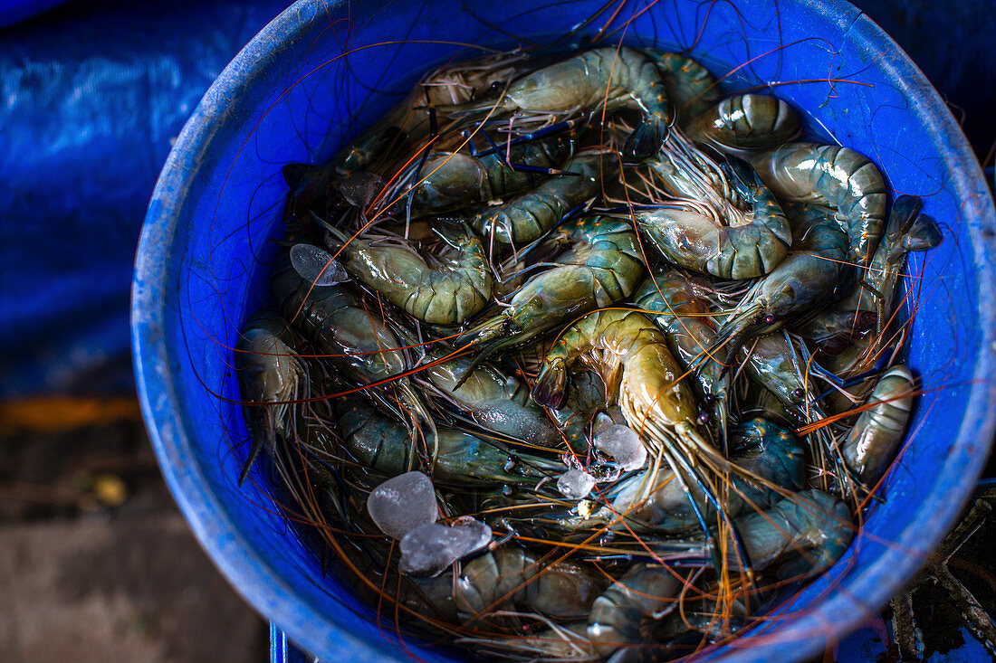 Frische blaue Tigerprawns (Indien)