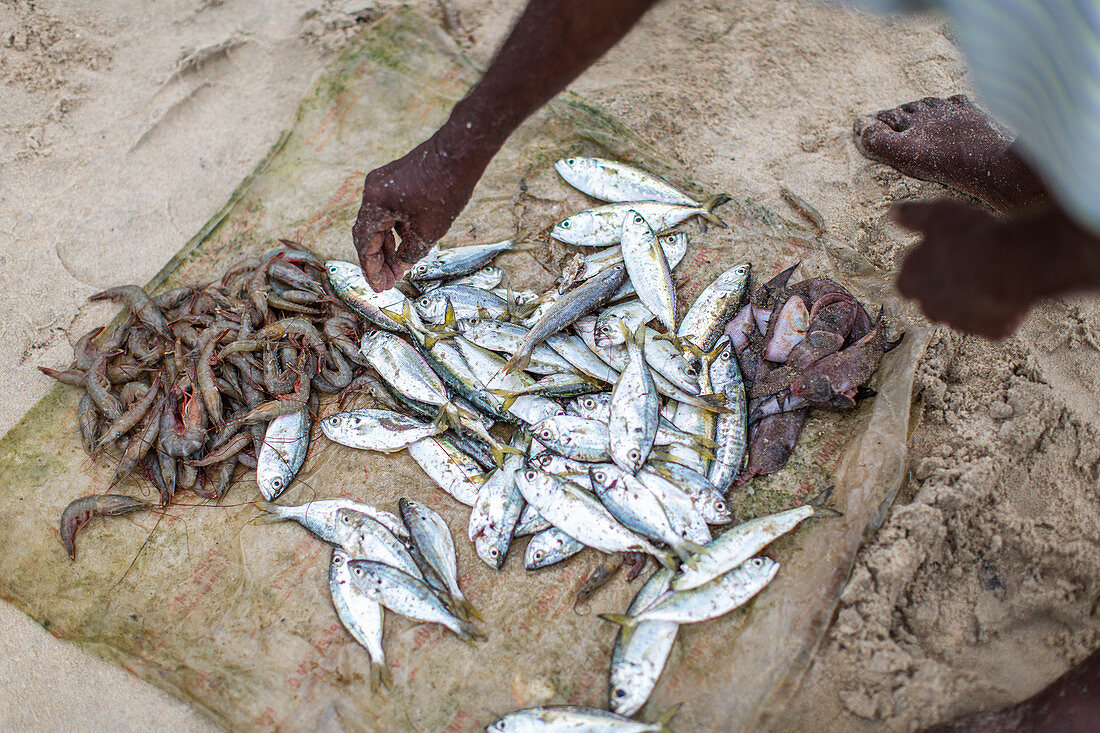 Fischer mit Fisch und Meeresfrüchten am Strand (Kerala, Indien)