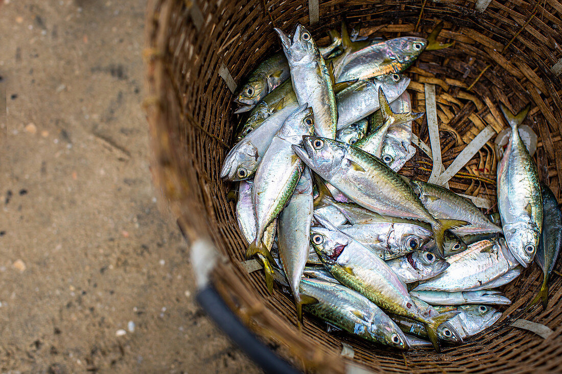 Fresh fish in Kerala, India