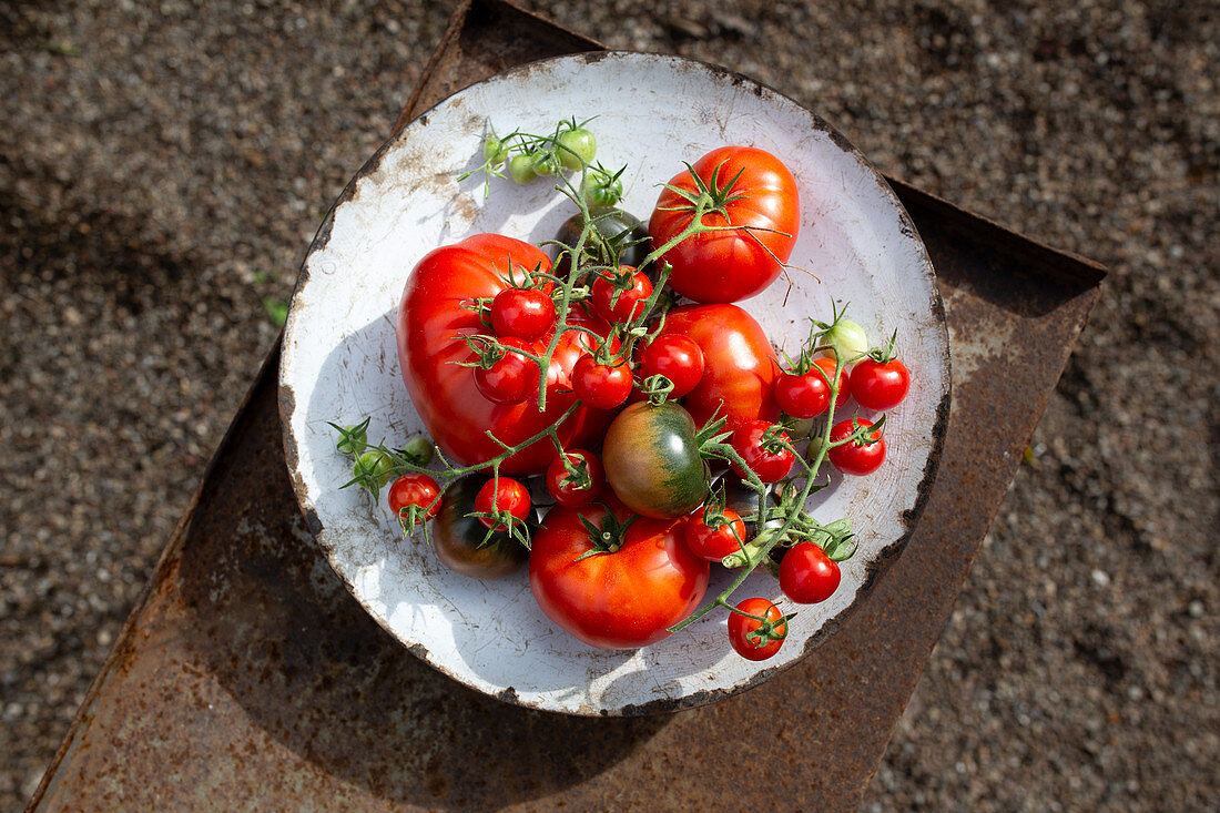 A selection of garden tomatoes