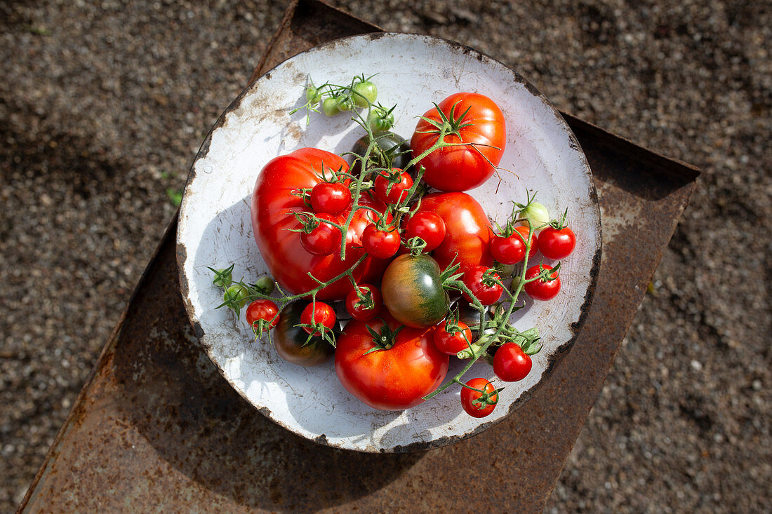 Tomaten-Vielfalt aus dem Garten