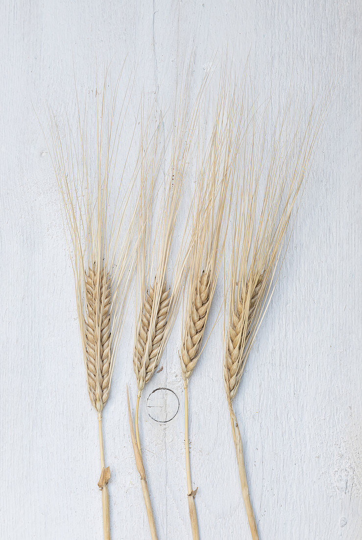 Ears of barley