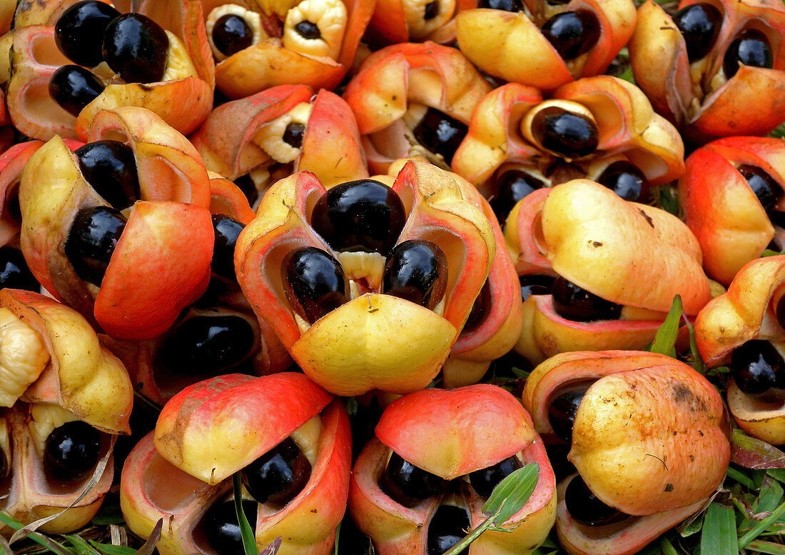 Reife Ackee-Früchte (Blighia sapida) aus Jamaika