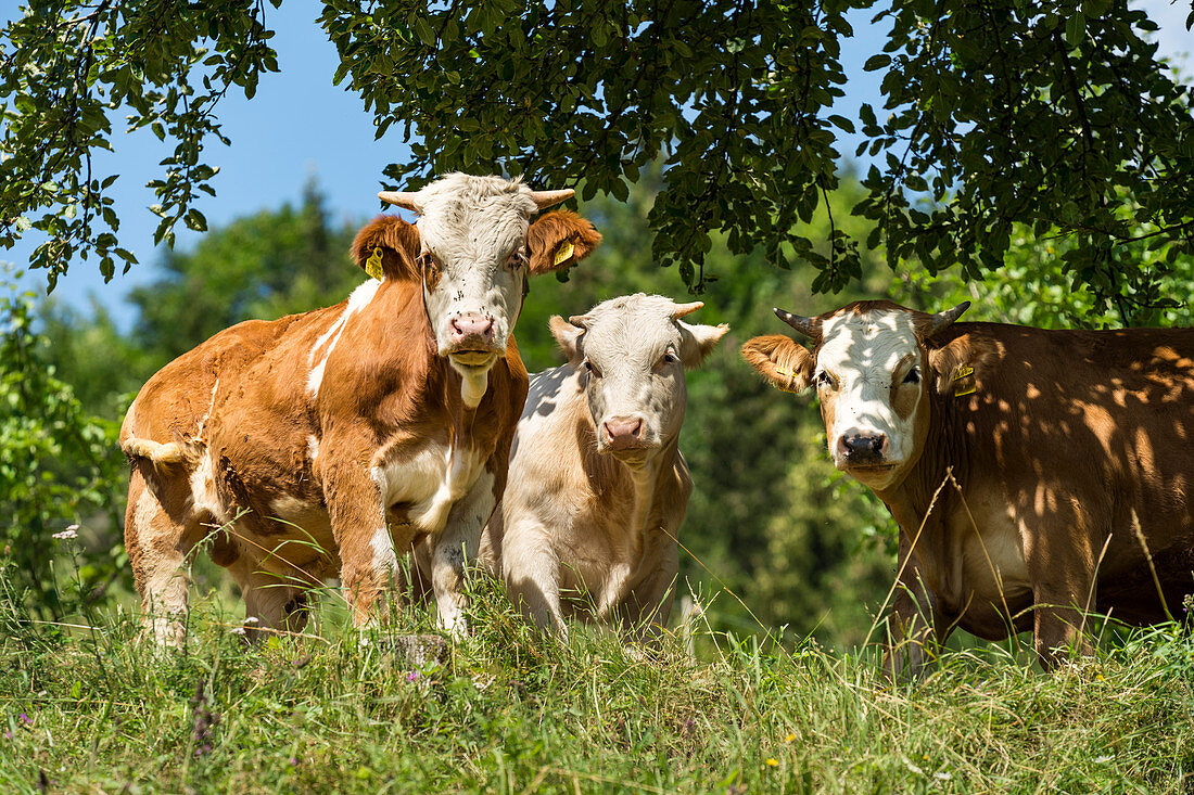 Artgerechte Tierhaltung: Junge Rinder auf einer Weide