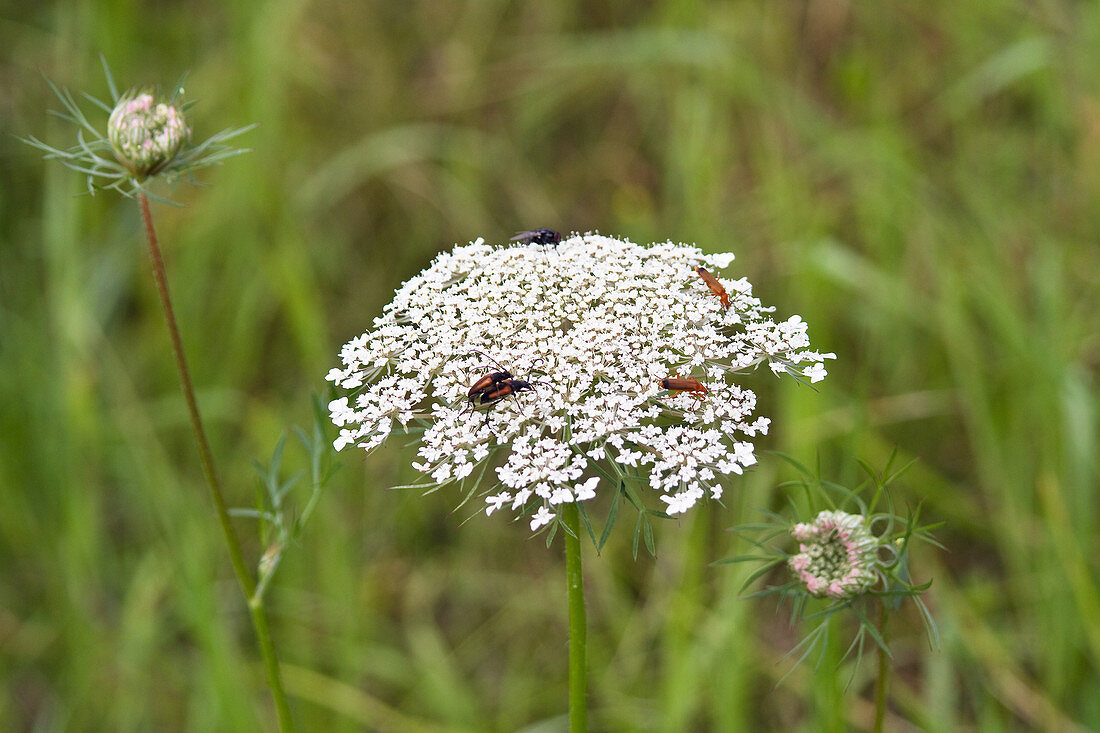 Insects on a flowering wild carrot