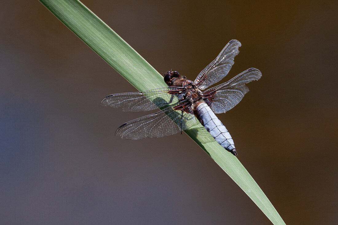 Flat-bellied dragonfly, male