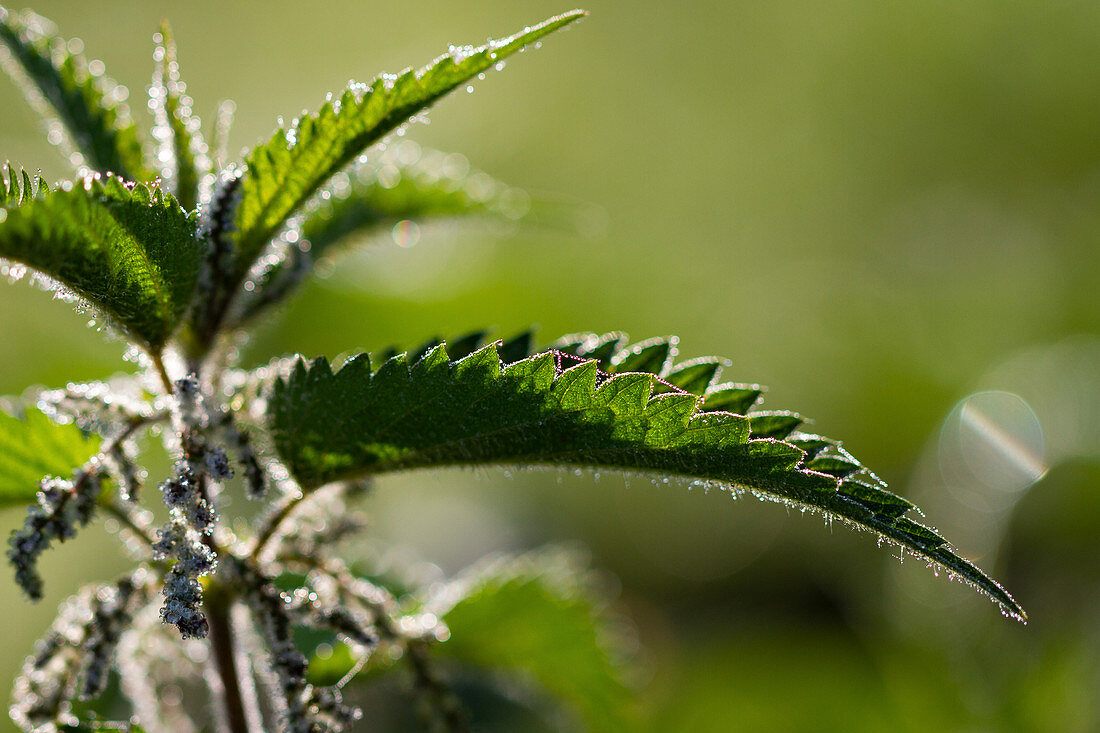 Close up of a nettle