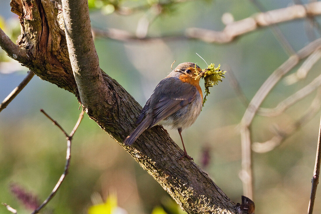 European robin with nesting material