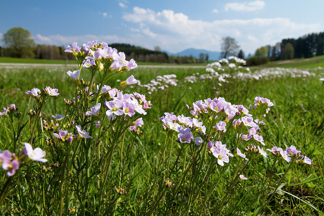 Flower meadow in spring with meadowfoam