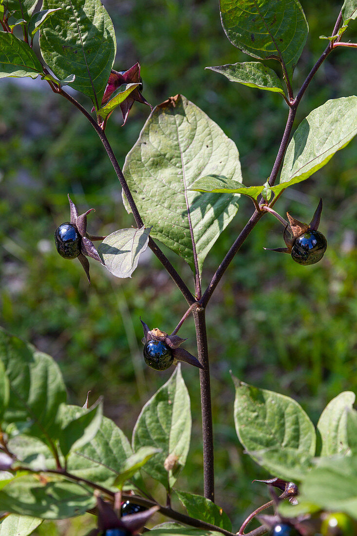 Belladonna bearing berries