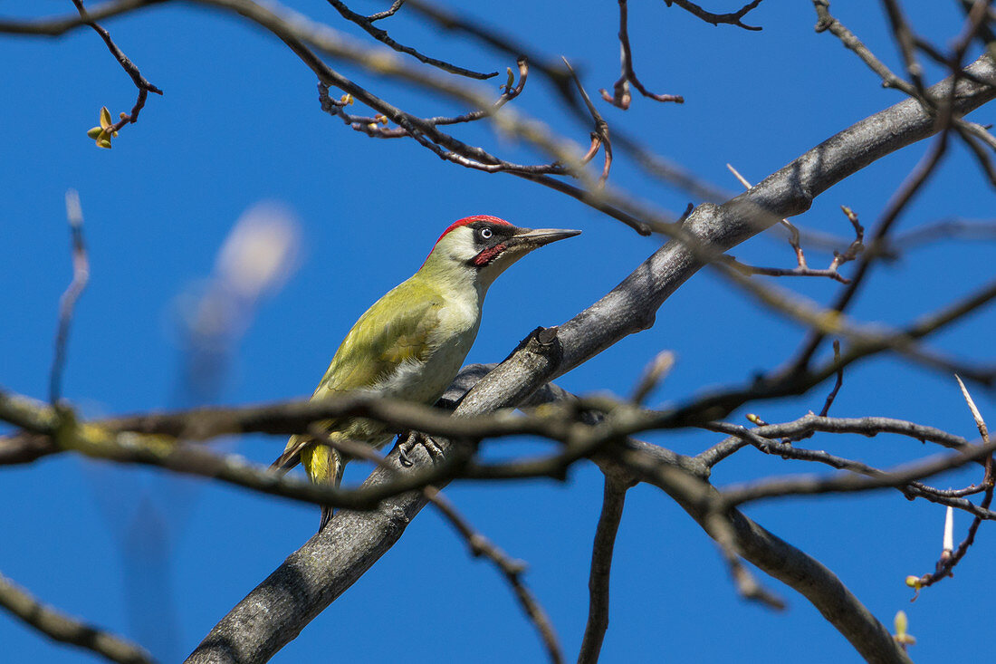 Male Green woodpecker in branches