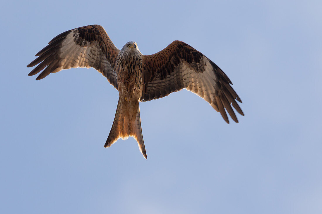 Red kite, red kite called forked harrier or red kite