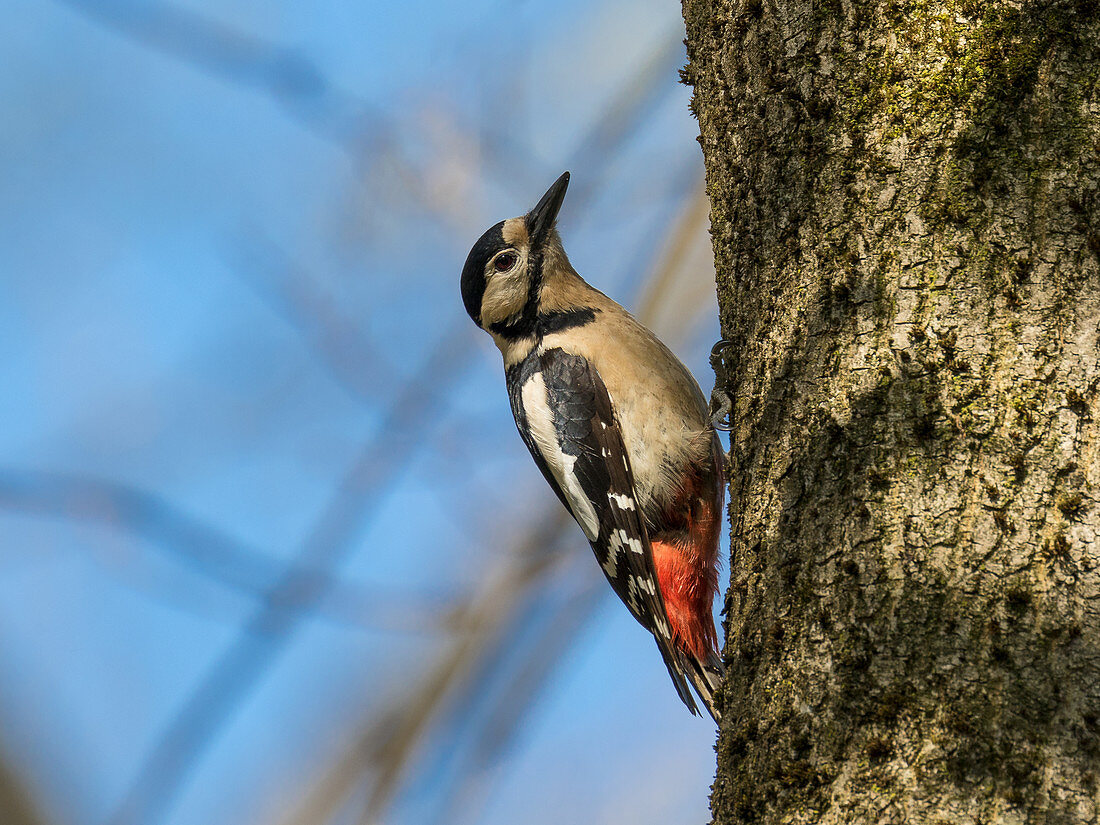 Great spotted woodpecker, female on tree