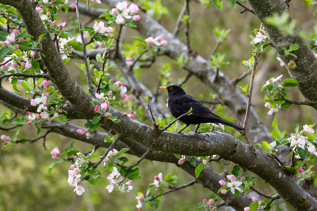 Male Blackbird in spring in blooming apple tree