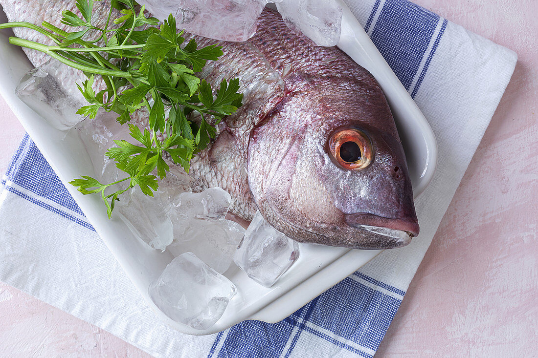 Raw Pagrus major fish in plate with ice cubes and fresh parsley