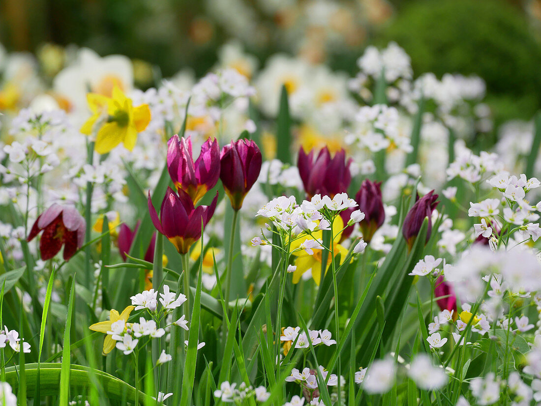 Wild tulips, lady's smock and narcissus in field of flowers in spring